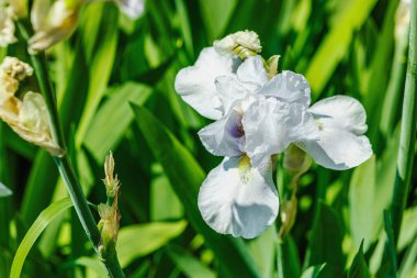 Bahçede çiçek açan süsen çiçekleri. Çiçekli doğal bir geçmiş, tebrik kartı, şenlik havası. Kartpostal tasarımı, parlak güneş ışığı