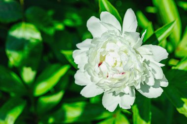 Bahçede çiçek açan şakayık. Bahar bahçıvanlığı, dış mekan konsepti, çiçek tarzı. Güzel doğa duvar kağıdı