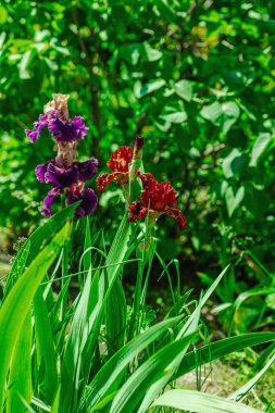 Bahçede çiçek açan süsen çiçekleri. Çiçekli doğal bir geçmiş, tebrik kartı, şenlik havası. Kartpostal tasarımı, parlak güneş ışığı