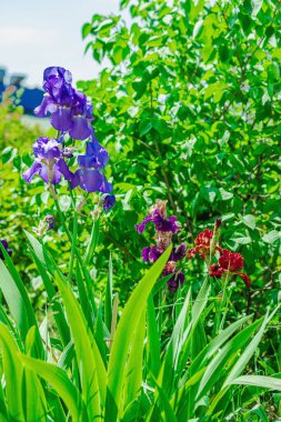 Bahçede çiçek açan süsen çiçekleri. Çiçekli doğal bir geçmiş, tebrik kartı, şenlik havası. Kartpostal tasarımı, parlak güneş ışığı