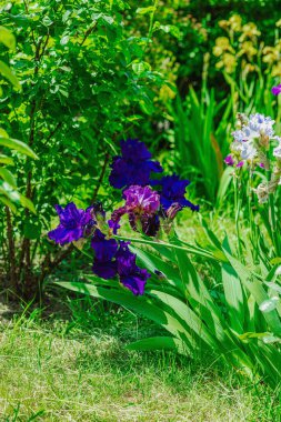 Bahçede çiçek açan süsen çiçekleri. Çiçekli doğal bir geçmiş, tebrik kartı, şenlik havası. Kartpostal tasarımı, parlak güneş ışığı