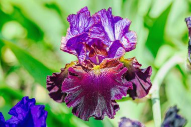 Bahçede çiçek açan süsen çiçekleri. Çiçekli doğal bir geçmiş, tebrik kartı, şenlik havası. Kartpostal tasarımı, parlak güneş ışığı