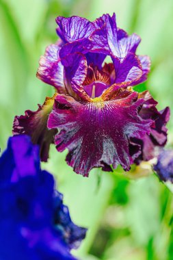 Bahçede çiçek açan süsen çiçekleri. Çiçekli doğal bir geçmiş, tebrik kartı, şenlik havası. Kartpostal tasarımı, parlak güneş ışığı