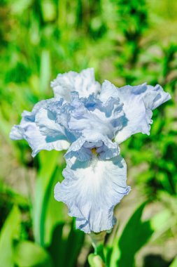 Bahçede çiçek açan süsen çiçekleri. Çiçekli doğal bir geçmiş, tebrik kartı, şenlik havası. Kartpostal tasarımı, parlak güneş ışığı