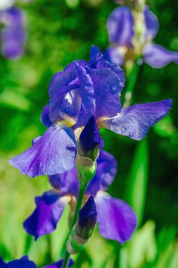 Bahçede çiçek açan süsen çiçekleri. Çiçekli doğal bir geçmiş, tebrik kartı, şenlik havası. Kartpostal tasarımı, parlak güneş ışığı