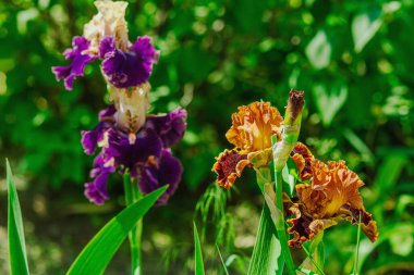 Bahçede çiçek açan süsen çiçekleri. Çiçekli doğal bir geçmiş, tebrik kartı, şenlik havası. Kartpostal tasarımı, parlak güneş ışığı