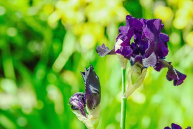 Bahçede çiçek açan süsen çiçekleri. Çiçekli doğal bir geçmiş, tebrik kartı, şenlik havası. Kartpostal tasarımı, parlak güneş ışığı