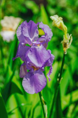 Bahçede çiçek açan süsen çiçekleri. Çiçekli doğal bir geçmiş, tebrik kartı, şenlik havası. Kartpostal tasarımı, parlak güneş ışığı