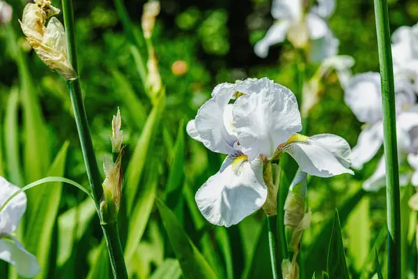 stock image Blooming iris flowers in the garden. Floral natural background, greeting card, festive mood. Postcard Iridaceae design, bright sunshine