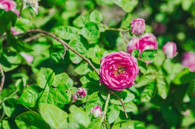 Çiçek açan güller bahçede yetişir. Bir arı nektar toplar, bahar baharı bahçıvanlığı, dış mekan konsepti, çiçek tarzı. Güzel doğa duvar kağıdı