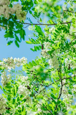 Bahçede çiçek açan akasya ağacı. Bahar mevsiminde yetişen bitkiler. Bahçıvanlık konsepti arka plan, çiçek tarzı
