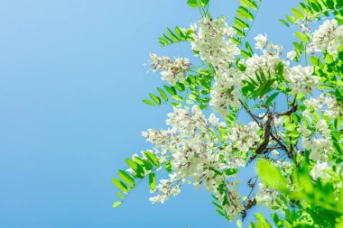 Bahçede çiçek açan akasya ağacı. Bahar mevsiminde yetişen bitkiler. Bahçıvanlık konsepti arka plan, çiçek tarzı