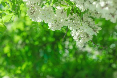 Bahçede çiçek açan akasya ağacı. Bahar mevsiminde yetişen bitkiler. Bahçıvanlık konsepti arka plan, çiçek tarzı