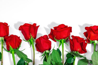 Beyaz arka planda izole kırmızı güller. Çiçek açan, Anneler Günü ya da Sevgililer Günü için neşeli bir konsept. Tebrik kartı, Paskalya düzlüğü, en iyi dilekler, en iyi manzara.