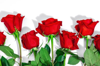 Beyaz arka planda izole kırmızı güller. Çiçek açan, Anneler Günü ya da Sevgililer Günü için neşeli bir konsept. Tebrik kartı, Paskalya düzlüğü, en iyi dilekler, en iyi manzara.