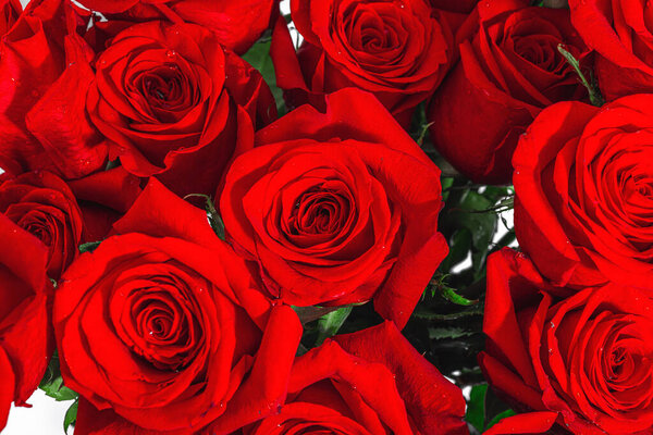 Red roses with water drops. Macro photo, blooming flowers, festive concept for Mother's Day or Valentine's Day. Greeting card, Easter flat lay, best wishes, close up