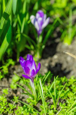 Şehirdeki bir bahar bahçesinde çiçek açan timsahlar. Renkli çiçek ve taç yaprakları, açık hava tazeliği. Durgun hayat, doğadaki güzellik, kentsel çevre.