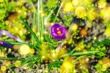 Şehirdeki bir bahar bahçesinde çiçek açan timsahlar. Renkli çiçek ve taç yaprakları, açık hava tazeliği. Durgun hayat, doğadaki güzellik, kentsel çevre.