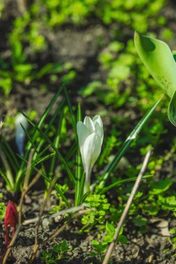 Şehirdeki bir bahar bahçesinde çiçek açan timsahlar. Renkli çiçek ve taç yaprakları, açık hava tazeliği. Durgun hayat, doğadaki güzellik, kentsel çevre.