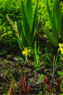 Şehirdeki bir bahar bahçesinde çiçek açan nergisler. Renkli çiçek ve taç yaprakları, açık hava tazeliği. Durgun hayat, doğadaki güzellik, kentsel çevre.