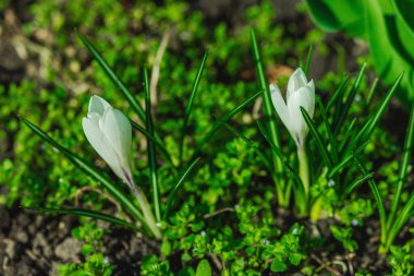 Şehirdeki bir bahar bahçesinde çiçek açan timsahlar. Renkli çiçek ve taç yaprakları, açık hava tazeliği. Durgun hayat, doğadaki güzellik, kentsel çevre.