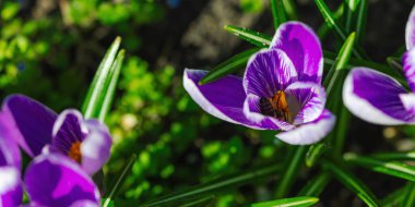 Şehirdeki bir bahar bahçesinde çiçek açan timsahlar. Renkli çiçek ve taç yaprakları, açık hava tazeliği. Durgun hayat, doğadaki güzellik, kentsel çevre.