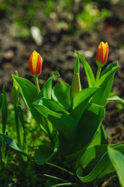 Şehirdeki bir bahar bahçesinde açan laleler. Renkli çiçek ve taç yaprakları, açık hava tazeliği. Durgun hayat, doğadaki güzellik, kentsel çevre.