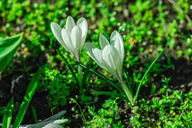 Şehirdeki bir bahar bahçesinde çiçek açan timsahlar. Renkli çiçek ve taç yaprakları, açık hava tazeliği. Durgun hayat, doğadaki güzellik, kentsel çevre.