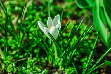 Şehirdeki bir bahar bahçesinde çiçek açan timsahlar. Renkli çiçek ve taç yaprakları, açık hava tazeliği. Durgun hayat, doğadaki güzellik, kentsel çevre.