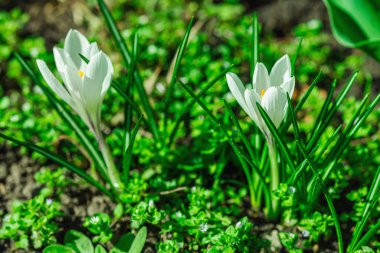 Şehirdeki bir bahar bahçesinde çiçek açan timsahlar. Renkli çiçek ve taç yaprakları, açık hava tazeliği. Durgun hayat, doğadaki güzellik, kentsel çevre.