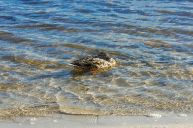 Dnipro nehrinde yüzen dişi yaban ördeği. Huzurlu vahşi yaşam sahnesi berrak su dalgaları, canlı renkler ve doğal doğa güzelliği.