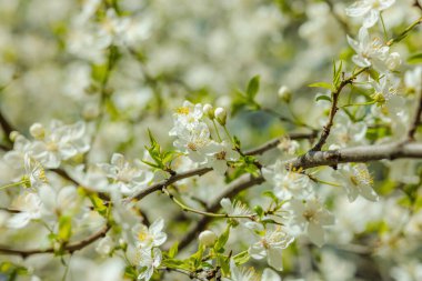 Parlak güneş ışığı altında kiraz ağacı dallarında narin beyaz bahar çiçeklerinin yakın çekimi. Taze, canlı ve doğal sahne, mevsimlik çiçek konsepti, doğa temalı tasarım.