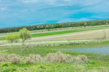 Beyaz leylek çayırda çiçek açan ağaçlar ve tarlalarla küçük bir göletin yanında besleniyor. Canlı kırsal doğa sahnesi, vahşi yaşam, ekoloji, tarım ve kırsal konular