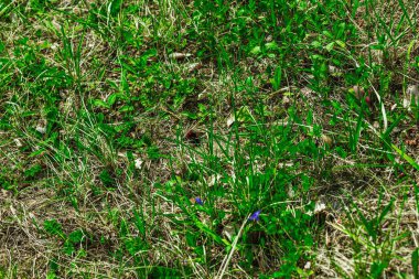 İlkbahar çayırında yabani otlar ve bitkiler. Toprak, yaprak ve bitkilerin doğal karışımı arka plan ya da doğa temalı görsel kompozisyonlar için ideal bir botanik doku oluşturur.