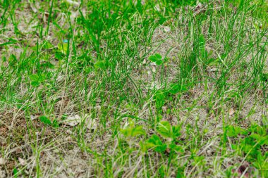 Baharın başında çimlerin ve toprağın arasında dinlenen vahşi kum kertenkelesi. Doğal kamuflajın makro görünümü, pulların ayrıntıları ve el değmemiş kırsal yaşam ortamındaki temel dokular.