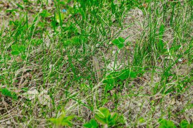 Baharın başında çimlerin ve toprağın arasında dinlenen vahşi kum kertenkelesi. Doğal kamuflajın makro görünümü, pulların ayrıntıları ve el değmemiş kırsal yaşam ortamındaki temel dokular.