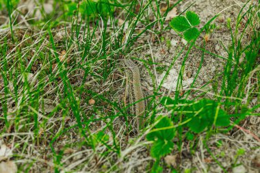 Baharın başında çimlerin ve toprağın arasında dinlenen vahşi kum kertenkelesi. Doğal kamuflajın makro görünümü, pulların ayrıntıları ve el değmemiş kırsal yaşam ortamındaki temel dokular.