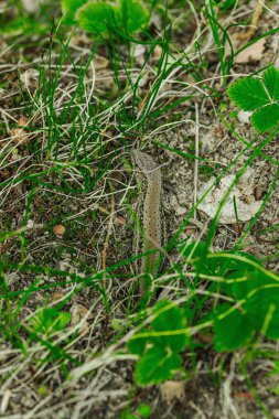 Baharın başında çimlerin ve toprağın arasında dinlenen vahşi kum kertenkelesi. Doğal kamuflajın makro görünümü, pulların ayrıntıları ve el değmemiş kırsal yaşam ortamındaki temel dokular.