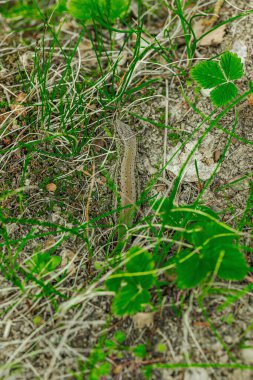 Baharın başında çimlerin ve toprağın arasında dinlenen vahşi kum kertenkelesi. Doğal kamuflajın makro görünümü, pulların ayrıntıları ve el değmemiş kırsal yaşam ortamındaki temel dokular.