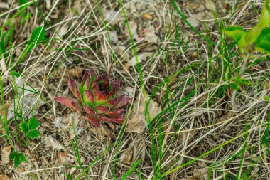 Baharın başında çimlerin ve toprağın arasında dinlenen vahşi kum kertenkelesi. Doğal kamuflajın makro görünümü, pulların ayrıntıları ve el değmemiş kırsal yaşam ortamındaki temel dokular.
