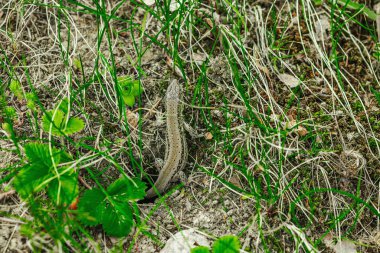 Baharın başında çimlerin ve toprağın arasında dinlenen vahşi kum kertenkelesi. Doğal kamuflajın makro görünümü, pulların ayrıntıları ve el değmemiş kırsal yaşam ortamındaki temel dokular.