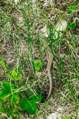 Baharın başında çimlerin ve toprağın arasında dinlenen vahşi kum kertenkelesi. Doğal kamuflajın makro görünümü, pulların ayrıntıları ve el değmemiş kırsal yaşam ortamındaki temel dokular.
