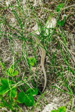 Baharın başında çimlerin ve toprağın arasında dinlenen vahşi kum kertenkelesi. Doğal kamuflajın makro görünümü, pulların ayrıntıları ve el değmemiş kırsal yaşam ortamındaki temel dokular.
