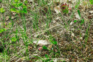 Baharın başında çimlerin ve toprağın arasında dinlenen vahşi kum kertenkelesi. Doğal kamuflajın makro görünümü, pulların ayrıntıları ve el değmemiş kırsal yaşam ortamındaki temel dokular.