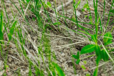 Baharın başında çimlerin ve toprağın arasında dinlenen vahşi kum kertenkelesi. Doğal kamuflajın makro görünümü, pulların ayrıntıları ve el değmemiş kırsal yaşam ortamındaki temel dokular.