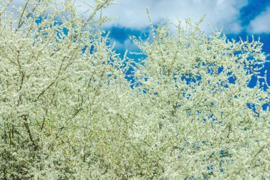Prunus cerasifera parlak güneş ışığı altında. Çiçekli kiraz erikleri, taze, canlı ve doğal sahne, mevsimlik çiçek konsepti, doğa temalı tasarım