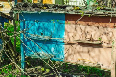 Kırsal kesimde terk edilmiş geleneksel arı kovanları. Küresel arı popülasyonunun azalması ve ekolojik dengesizliğin sembolik bir görüntüsü, dünya çapında tozlaştırıcı korunmasının aciliyetini vurguluyor.