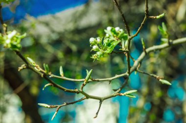 Tomurcukları ve temiz gökyüzüne karşı taze yaprakları olan bir elma dalı. Büyümenin ilk bahar aşaması, açık havada doğal ışıkta çekilmiştir.