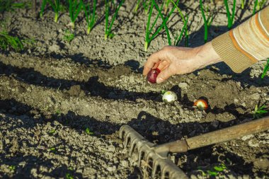 Bahçe yatağında soğan soğanı eken kadın eller görülebilir toprak sıraları ve aletlerle. Yurtiçinde yetişen yiyeceklerle ve çevre bilinci olan bahçe işleriyle ilgili açık bahar aktiviteleri