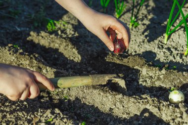 Çocuk elleri, bahçe yatağına soğan soğanı yerleştirirken görülebilir toprak sıraları ve aletlerle. Yurtiçinde yetişen yiyeceklerle ve çevre bilinci olan bahçe işleriyle ilgili açık bahar aktiviteleri